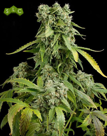 Blue Cheese Autofloreciente - Envíos Discretos