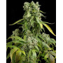 Blue Cheese Autofloreciente - Envíos Discretos