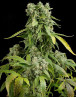 Blue Cheese Autofloreciente - Envíos Discretos