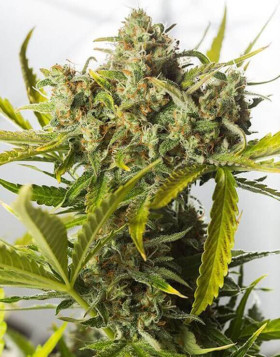 Blue Critical Auto