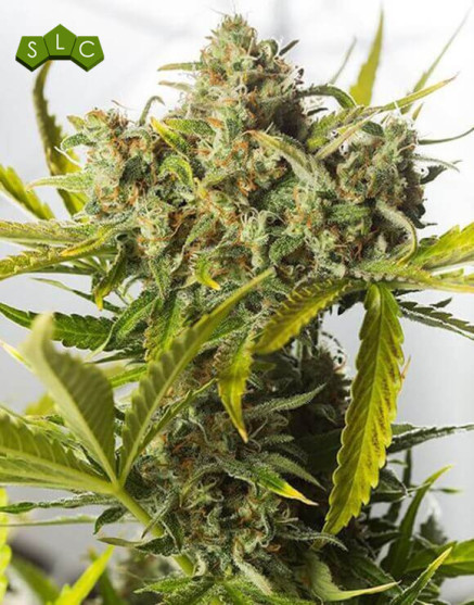 Blue Critical Auto