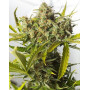 Blue Critical Auto