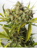 Blue Critical Auto