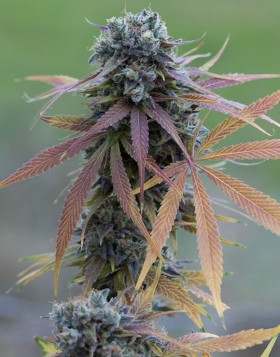 Blue Kush Auto