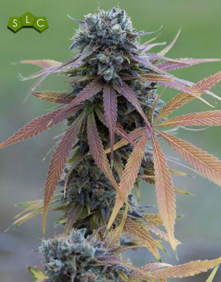 Blue Kush Auto