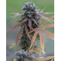 Blue Kush Auto