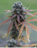 Blue Kush Auto