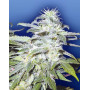 Afghanica Regular