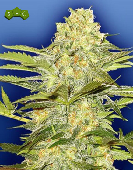 Arctic Sun Regular