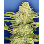 Arctic Sun Regular