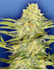 Arctic Sun Regular