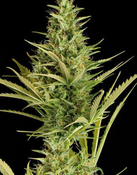 Cheese XXL Auto - Semillas en OFERTA