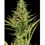 Cheese XXL Auto - Semillas en OFERTA