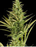 Cheese XXL Auto - Semillas en OFERTA