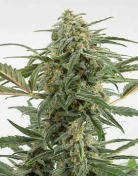 Critical + 2.0 Autofloreciente - Ofertas Diarias