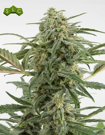 Critical + 2.0 Autofloreciente - Ofertas Diarias