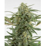 Critical + 2.0 Autofloreciente - Ofertas Diarias