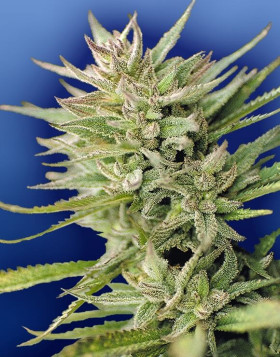 Early Durban Regular