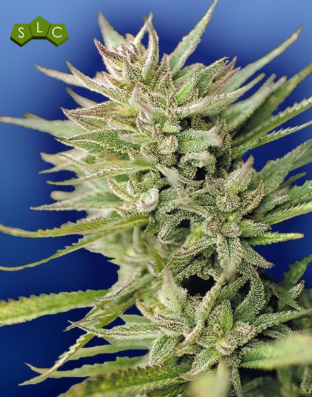 Early Durban Regular