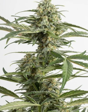 C. Cheese Autoflowering