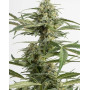 C. Cheese Autoflowering