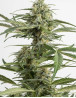C. Cheese Autoflowering