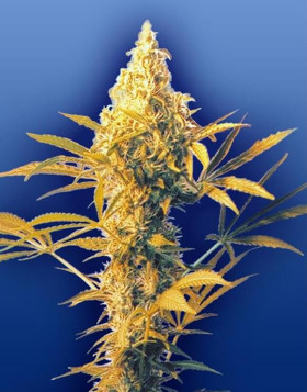 Haze Mist Regular de Flying Dutchmen