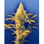 Haze Mist Regular de Flying Dutchmen