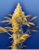 Haze Mist Regular de Flying Dutchmen