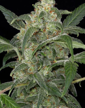 Semillas Haze 2.0  Autoflowering