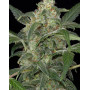 Semillas Haze 2.0  Autoflowering