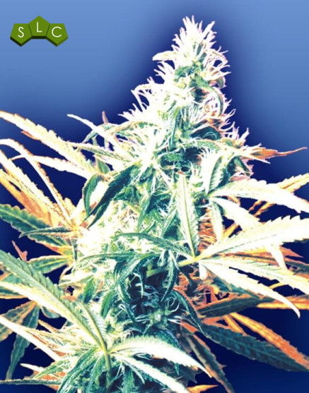 Titan's Haze Regular