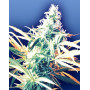 Titan's Haze Regular