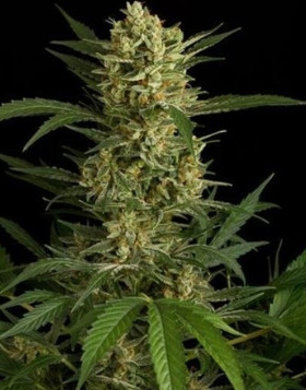 Original Amnesia Autofloreciente - Semillas en OFERTA
