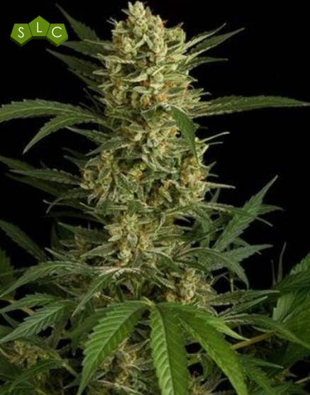 Original Amnesia Autofloreciente - Semillas en OFERTA
