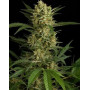 Original Amnesia Autofloreciente - Semillas en OFERTA