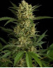Original Amnesia Autofloreciente - Semillas en OFERTA