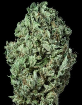 Sour Diesel Autofloreciente - Semillas en OFERTA