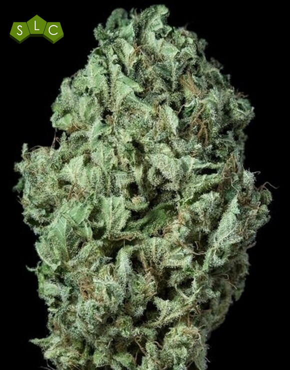 Sour Diesel Autofloreciente