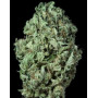 Sour Diesel Autofloreciente - Semillas en OFERTA