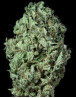 Sour Diesel Autofloreciente - Semillas en OFERTA