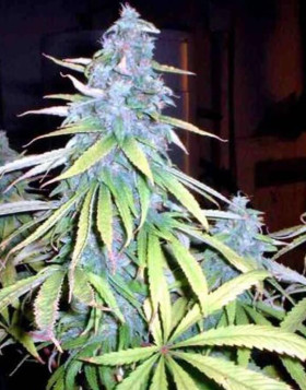 Black Widow Regular