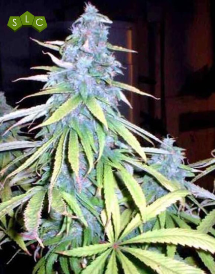 Black Widow Regular