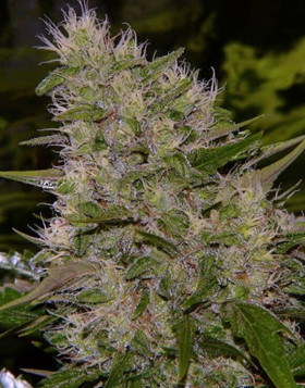 Critical Mass Regular - Los Mejores Precios