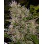 Critical Mass Regular - Los Mejores Precios