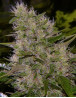 Critical Mass Regular - Los Mejores Precios