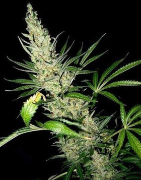 Master Kush x Afghan Haze Regular