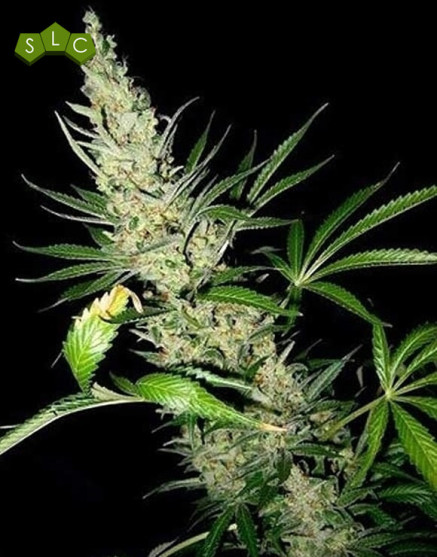 Master Kush x Afghan Haze Regular