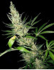 Master Kush x Afghan Haze Regular