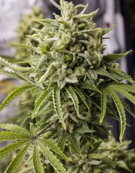 Bubba Kush Auto - Regalos con tu Compra